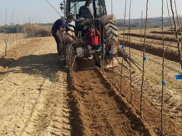 Tractor plantando árboles frutales jóvenes en hileras
