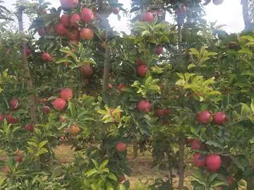 Manzanos cargados de manzanas rojas