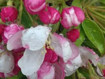 Flores de manzano con gotas de lluvia