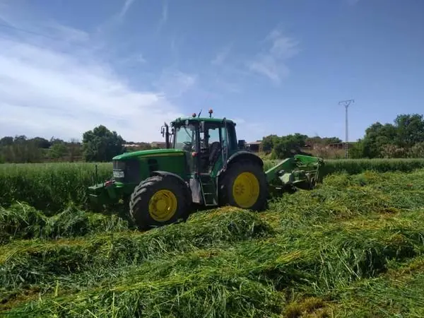 Tractor segando forraje verde