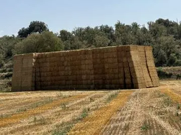 Gran montón de pacas de paja en el campo